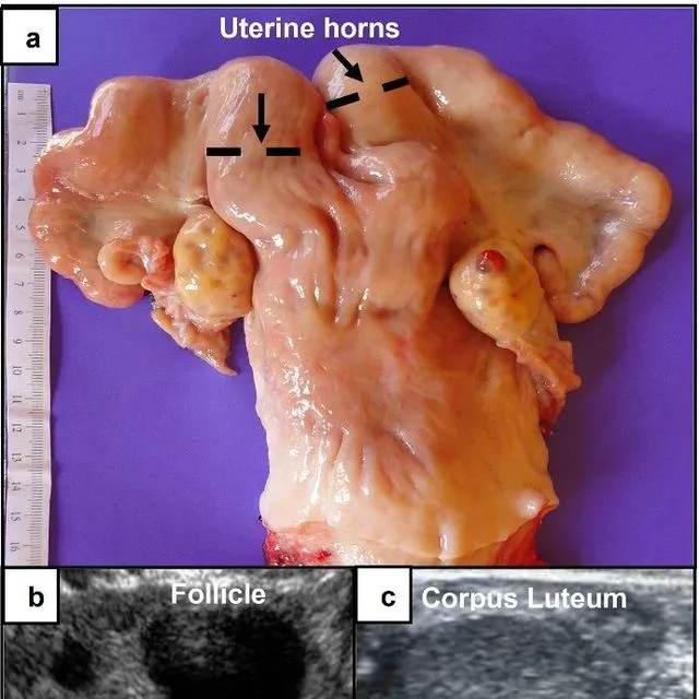 thumbnail for publication: Reproductive Tract Score: A Tool for Evaluating Beef Heifer Reproductive Potential